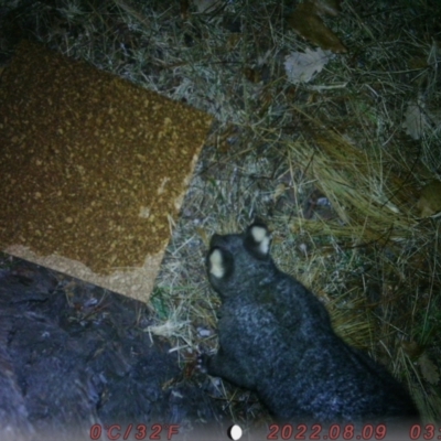 Trichosurus vulpecula (Common Brushtail Possum) at Australian National University - 9 Aug 2022 by liluzi