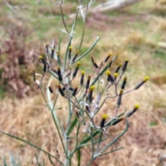 Senecio quadridentatus (Cotton Fireweed) at The Pinnacle - 16 Aug 2022 by sangio7