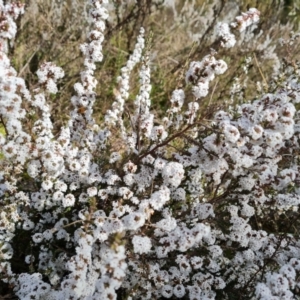 Styphelia attenuata at Farrer, ACT - 17 Aug 2022