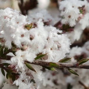 Leucopogon attenuatus at Farrer, ACT - 17 Aug 2022