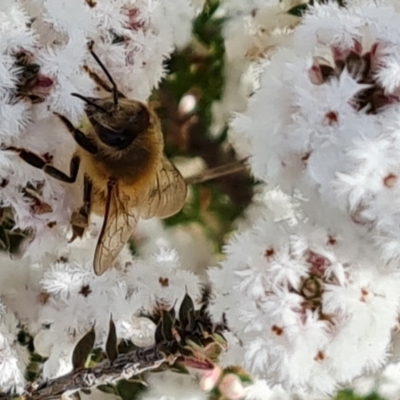 Apis mellifera (European honey bee) at Farrer, ACT - 17 Aug 2022 by Mike