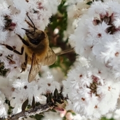 Apis mellifera (European honey bee) at Farrer, ACT - 17 Aug 2022 by Mike