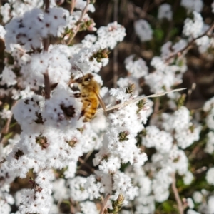 Apis mellifera at Farrer, ACT - 17 Aug 2022 02:23 PM