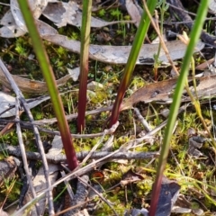 Thelymitra sp. (A Sun Orchid) at Farrer, ACT - 17 Aug 2022 by Mike