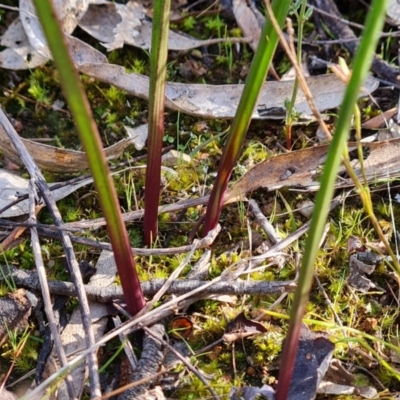 Thelymitra (Genus) (Sun Orchid) at Farrer, ACT - 17 Aug 2022 by Mike