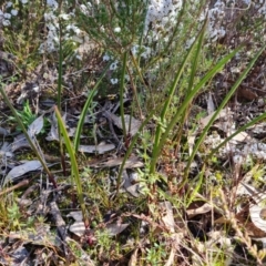 Thelymitra sp. at Farrer, ACT - suppressed