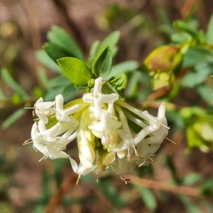 Pimelea linifolia subsp. linifolia at Farrer, ACT - 17 Aug 2022