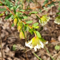 Pimelea linifolia subsp. linifolia at Farrer, ACT - 17 Aug 2022