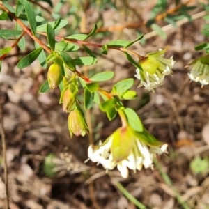 Pimelea linifolia subsp. linifolia at Farrer, ACT - 17 Aug 2022