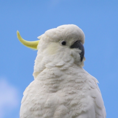 Cacatua galerita (Sulphur-crested Cockatoo) at Kambah, ACT - 15 Aug 2022 by MatthewFrawley