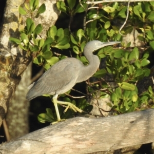 Egretta sacra at Oak Beach, QLD - 14 Aug 2022 07:33 AM