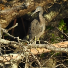 Egretta sacra at Oak Beach, QLD - 14 Aug 2022 07:33 AM