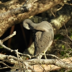 Egretta sacra at Oak Beach, QLD - 14 Aug 2022 07:33 AM