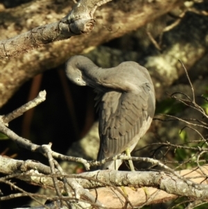 Egretta sacra at Oak Beach, QLD - 14 Aug 2022 07:33 AM