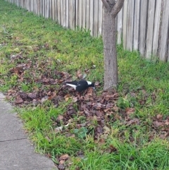 Gymnorhina tibicen (Australian Magpie) at Turner, ACT - 17 Aug 2022 by Uralla