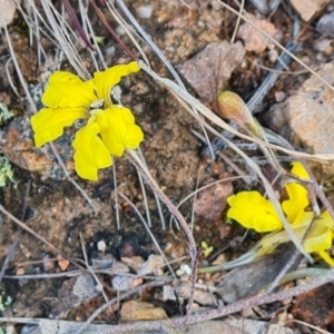 Goodenia hederacea at Farrer, ACT - 17 Aug 2022