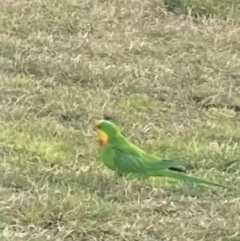 Polytelis swainsonii (Superb Parrot) at Acton, ACT - 17 Aug 2022 by W