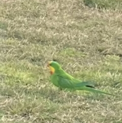 Polytelis swainsonii (Superb Parrot) at Sullivans Creek, Acton - 17 Aug 2022 by W