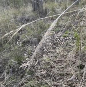 Rytidosperma penicillatum (Slender Wallaby Grass) at Aranda, ACT by lbradley