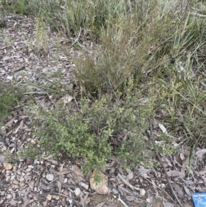 Dillwynia phylicoides at Aranda, ACT - 17 Aug 2022 05:08 PM