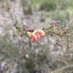 Dillwynia phylicoides at Molonglo Valley, ACT - 17 Aug 2022