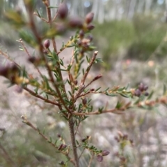 Dillwynia phylicoides at Aranda, ACT - 17 Aug 2022 05:08 PM