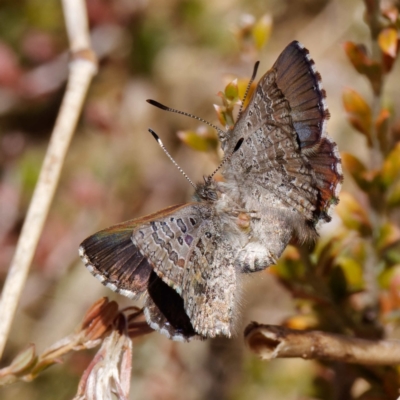 Paralucia crosbyi (Violet Copper Butterfly) at Booth, ACT - 17 Aug 2022 by DPRees125