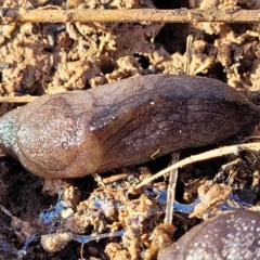 Milax gagates (Black-keeled Slug) at Harrison, ACT - 17 Aug 2022 by trevorpreston