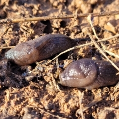 Milax gagates at Harrison, ACT - 17 Aug 2022 03:29 PM