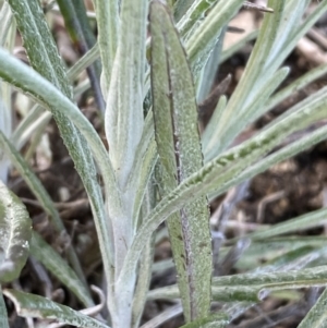 Senecio quadridentatus at Googong, NSW - 17 Aug 2022