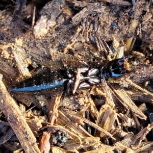 Staphylinidae (family) (Rove beetle) at Harrison, ACT by trevorpreston