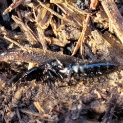 Staphylinidae (family) at Harrison, ACT - 17 Aug 2022