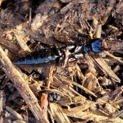 Staphylinidae (family) at Harrison, ACT - 17 Aug 2022