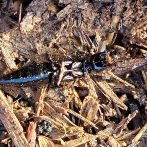 Staphylinidae (family) at Harrison, ACT - 17 Aug 2022