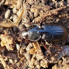 Sarticus sp. (genus) (Predatory ground beetle) at Budjan Galindji (Franklin Grassland) Reserve - 17 Aug 2022 by trevorpreston