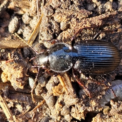 Sarticus sp. (genus) (Predatory ground beetle) at Budjan Galindji (Franklin Grassland) Reserve - 17 Aug 2022 by trevorpreston