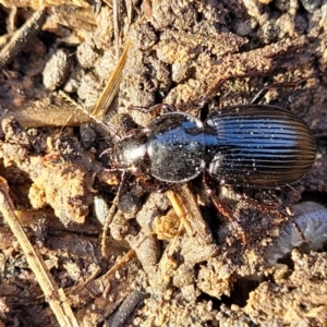 Sarticus sp. (genus) at Harrison, ACT - 17 Aug 2022