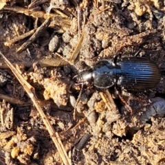 Sarticus sp. (genus) at Harrison, ACT - 17 Aug 2022