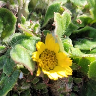 Cymbonotus sp. (preissianus or lawsonianus) (Bears Ears) at Budjan Galindji (Franklin Grassland) Reserve - 17 Aug 2022 by trevorpreston