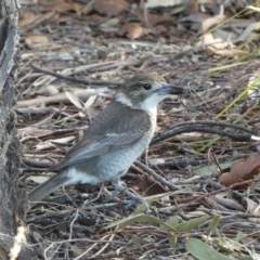 Cracticus torquatus (Grey Butcherbird) at Googong, NSW - 17 Aug 2022 by SteveBorkowskis