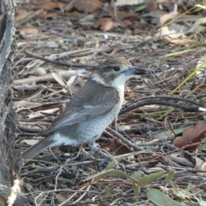 Cracticus torquatus at Googong, NSW - 17 Aug 2022