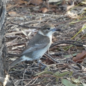 Cracticus torquatus at Googong, NSW - 17 Aug 2022 04:28 PM