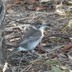 Cracticus torquatus (Grey Butcherbird) at Googong, NSW - 17 Aug 2022 by Steve_Bok