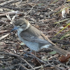 Cracticus torquatus at Googong, NSW - 17 Aug 2022 04:28 PM