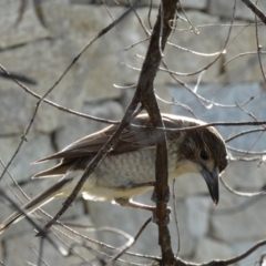 Cracticus torquatus at Googong, NSW - 17 Aug 2022