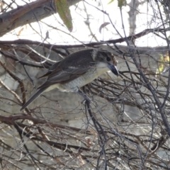 Cracticus torquatus at Googong, NSW - 17 Aug 2022 04:28 PM