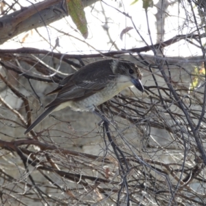 Cracticus torquatus at Googong, NSW - 17 Aug 2022