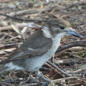 Cracticus torquatus at Googong, NSW - 17 Aug 2022 04:28 PM