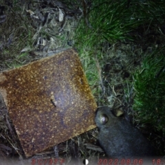 Trichosurus vulpecula (Common Brushtail Possum) at Acton, ACT - 6 Aug 2022 by rubyrainbird
