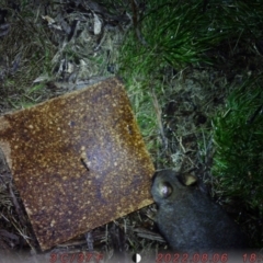 Trichosurus vulpecula (Common Brushtail Possum) at Australian National University - 5 Aug 2022 by rubyrainbird